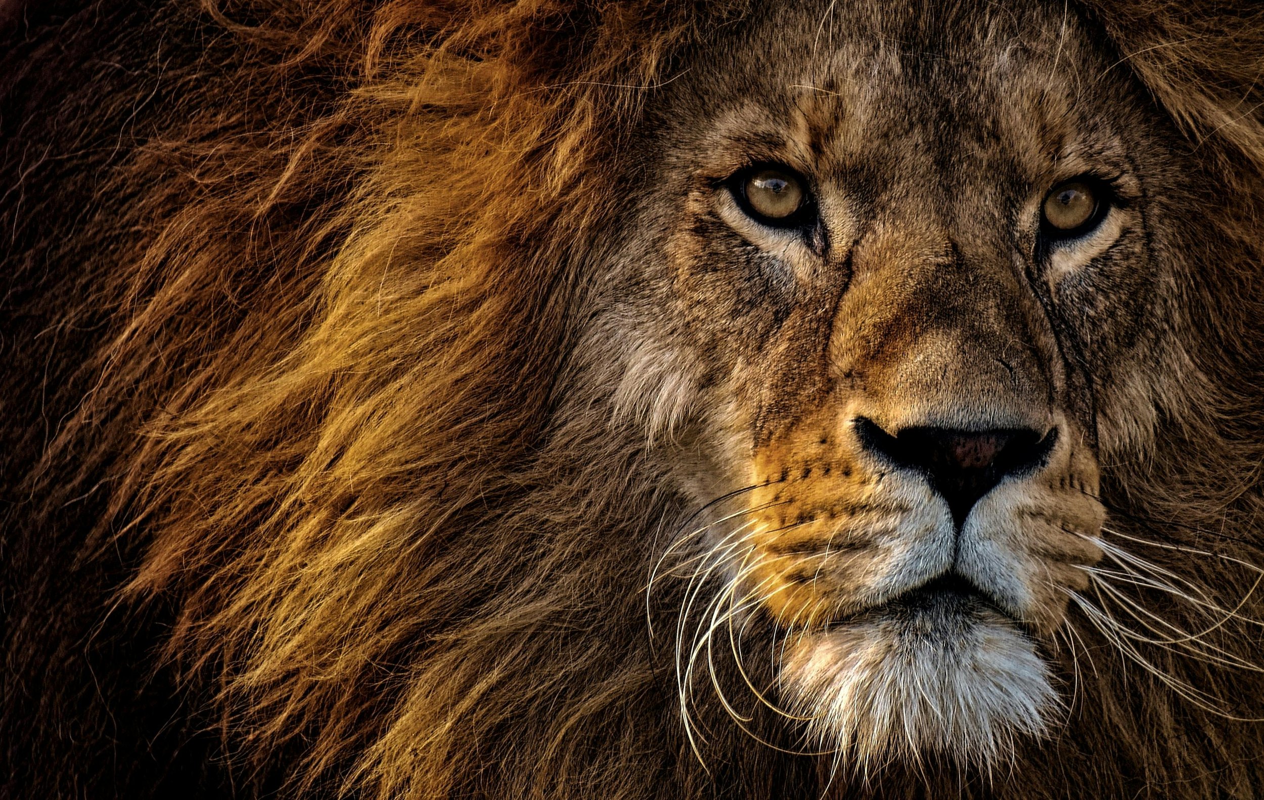Lion resting in warm light